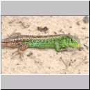 Lacerta agilis - Zauneidechse m05.jpg